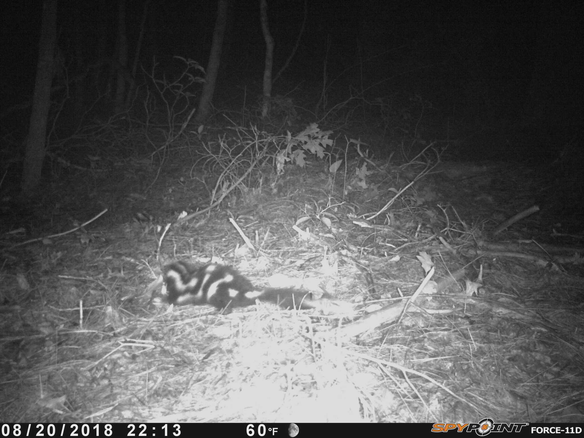 Image of Allegheny Spotted Skunk