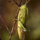 Chondracris bengalensis Mungai 1992的圖片