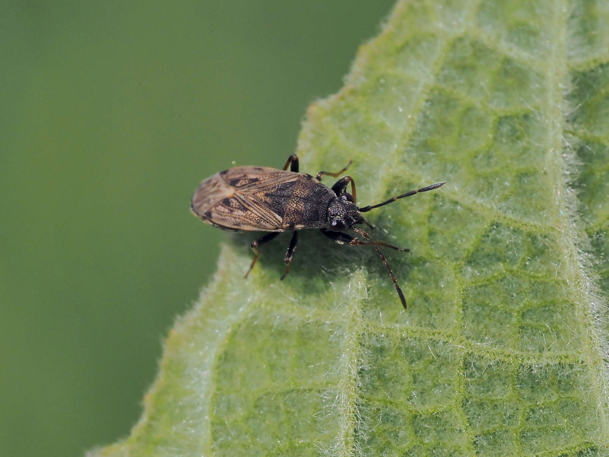 Peritrechus gracilicornis Puton & A. 1877 resmi