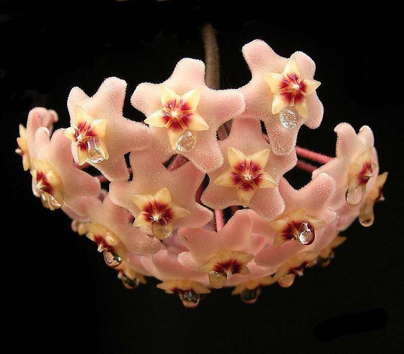 Image of porcelainflower