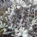 Image of Helichrysum dasyanthum (Willd.) Sw.