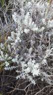 Image of Fynbos Everlasting