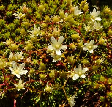 Image of Matted Saxifrage