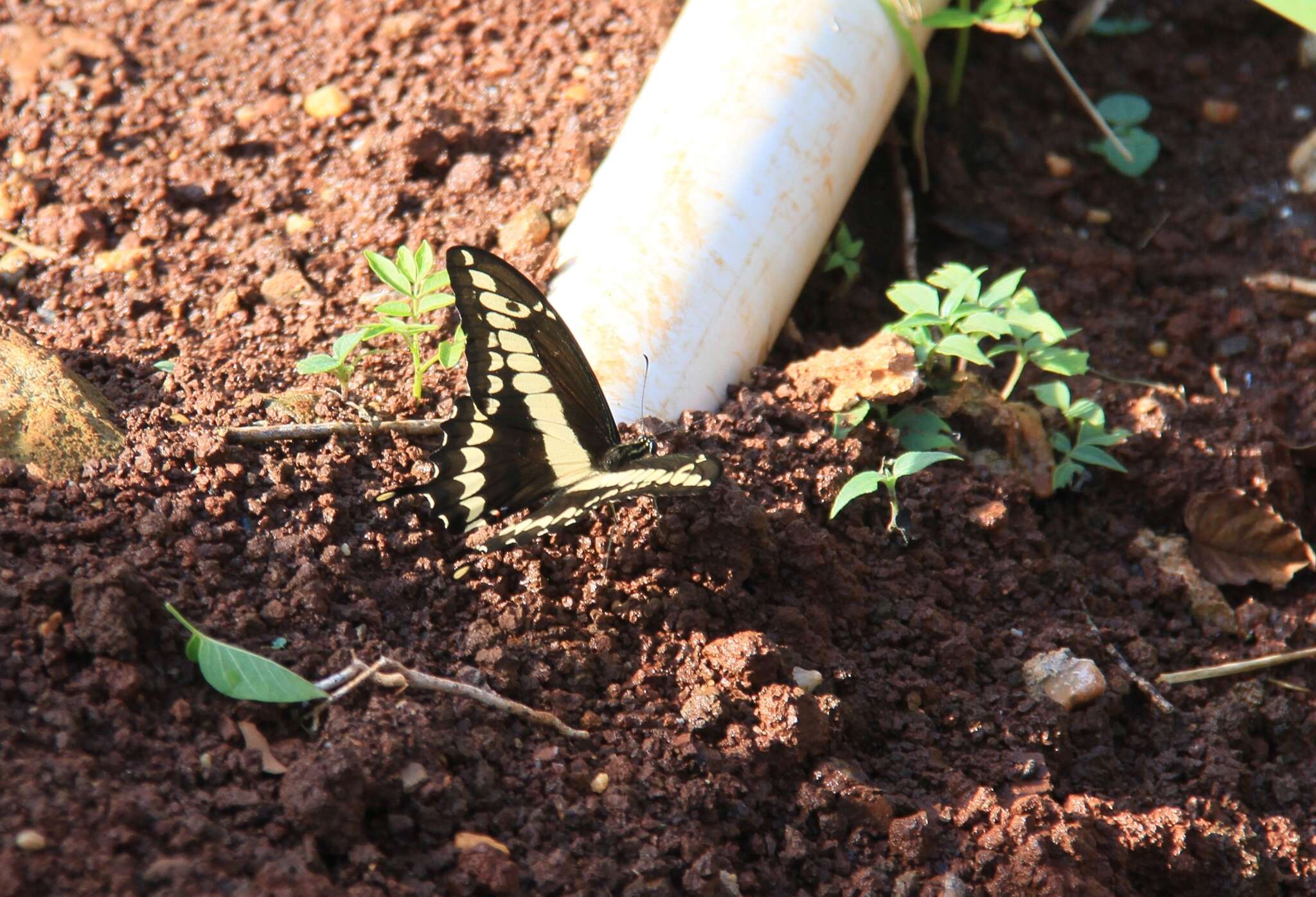 Image of Thoas Swallowtail