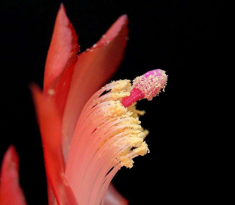 Plancia ëd Schlumbergera truncata (Haw.) Moran