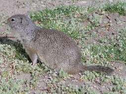 Image of Uinta ground squirrel