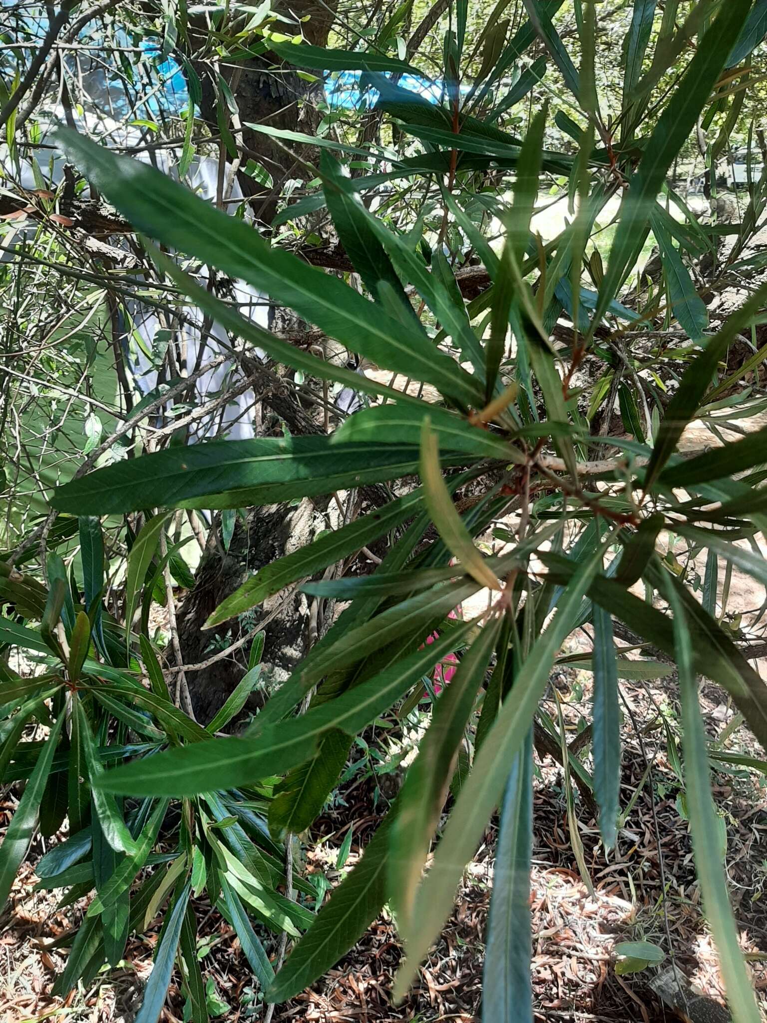 Pouteria salicifolia (Spreng.) Radlk.的圖片