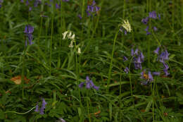 Image of Common Bluebell