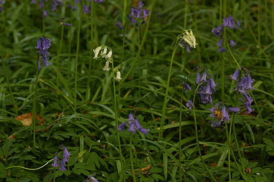 Image de jacinthe des bois