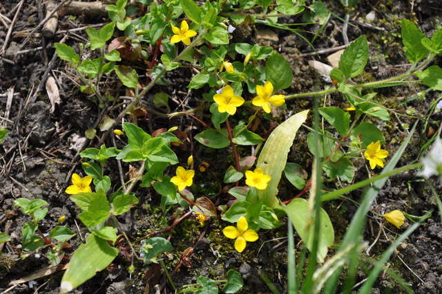 Image of Lysimachia nemorum L.