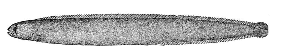 Image of Apodichthys