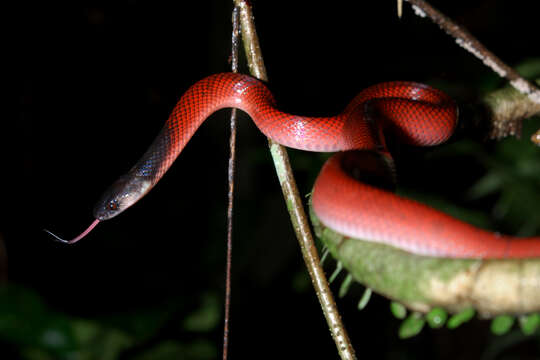 Image of Tschudi's False Coral Snake