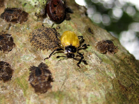 Image of Spathomeles Gerstaecker 1857