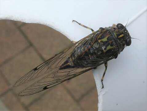 Image of clapping cicada