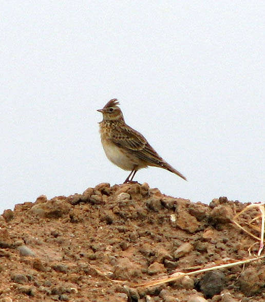 Image of Skylark