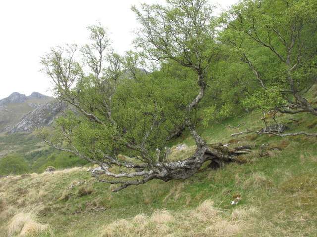 Image of Common Birch