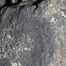 Image of Sea Star Lichen