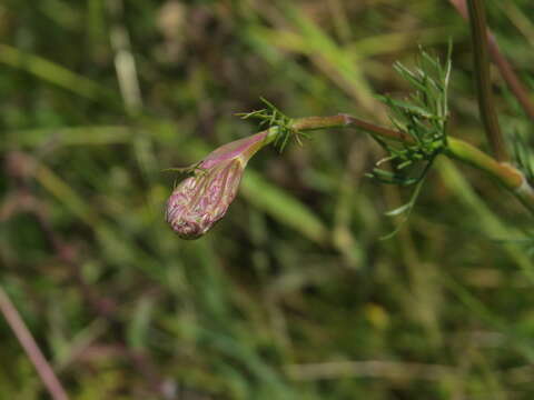 Image of Seseli annuum L.