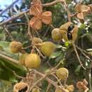 Image of wild ackee