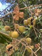 Image of wild ackee