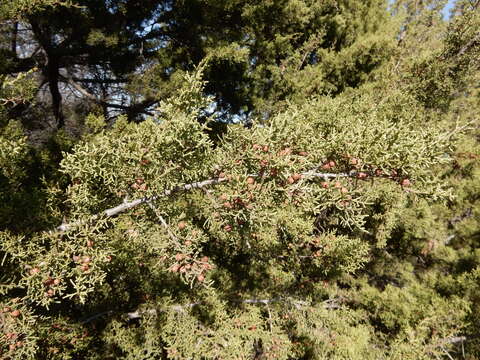 Image de Juniperus pinchotii Sudw.