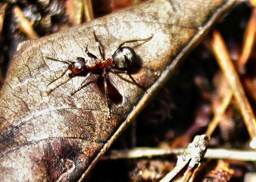 Image de Fourmi rousse des bois