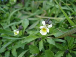 Слика од Viola arvensis Murray