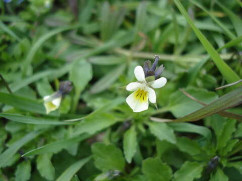 Слика од Viola arvensis Murray