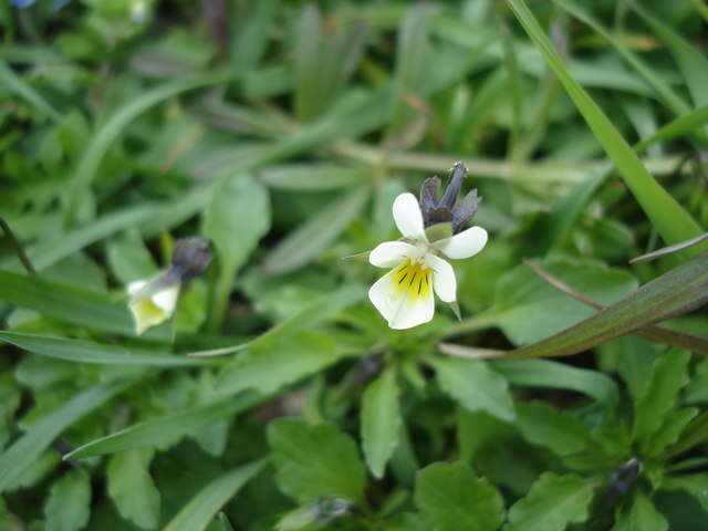 Слика од Viola arvensis Murray