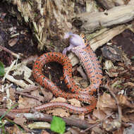 Image of Burrowing Ratsnake