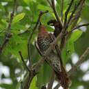 Image of Grey-bellied Cuckoo