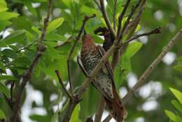 Image of Grey-bellied Cuckoo