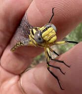 Image of Stylurus intricatus (Hagen ex Selys 1858)