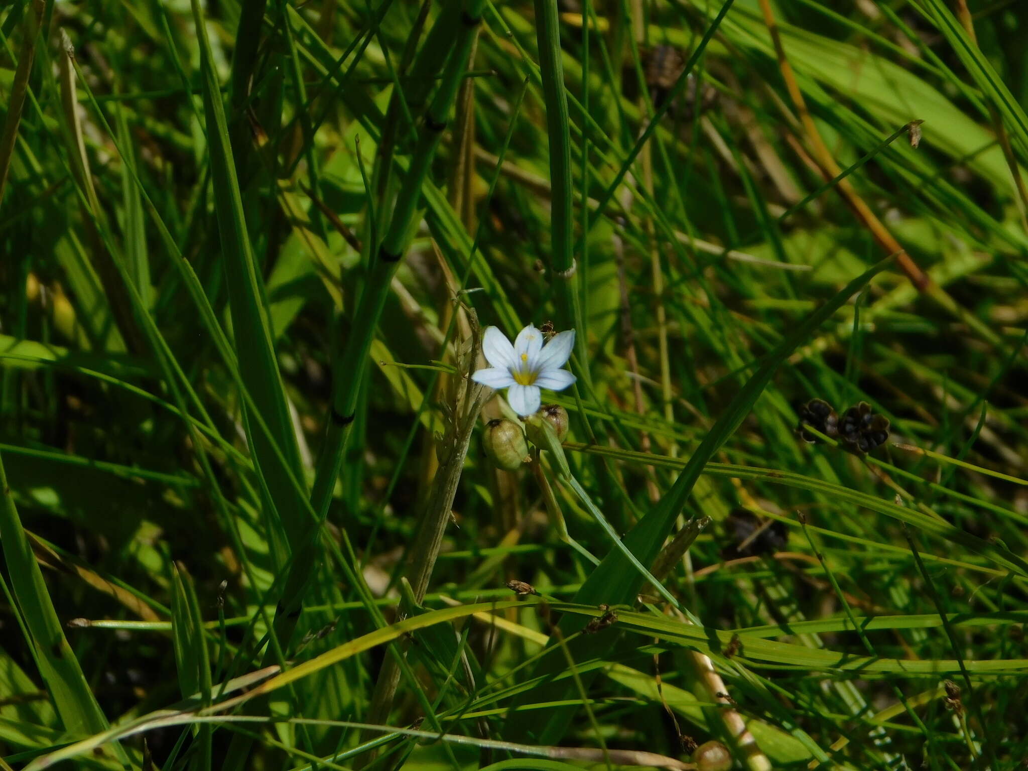 Image of Stiff Blue-Eyed-Grass