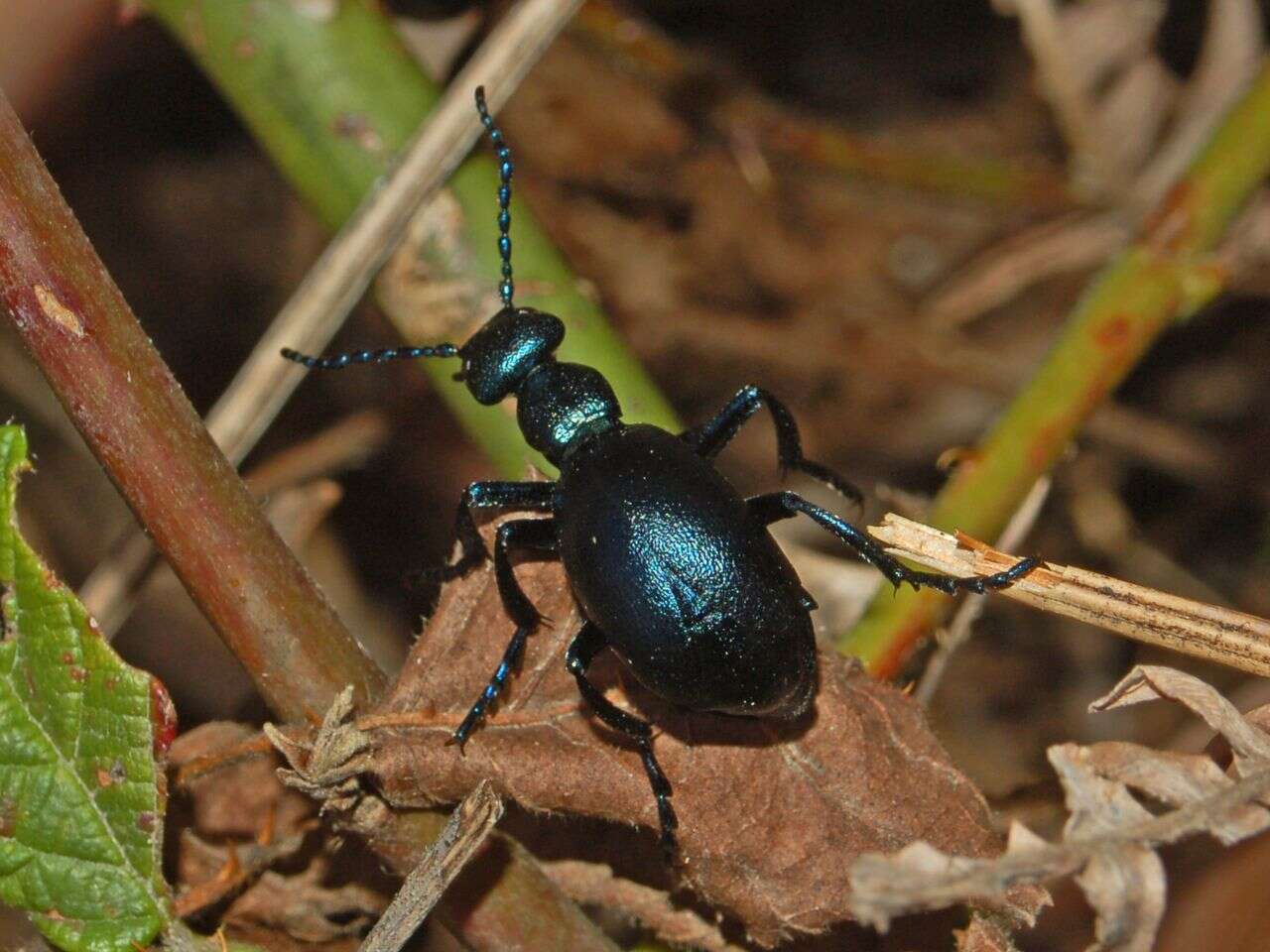 Image of Meloe violaceus