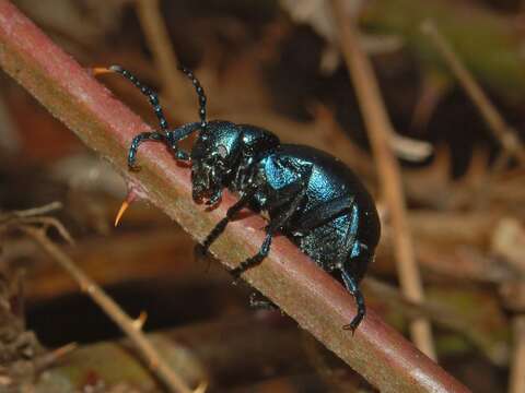 Image of Meloe violaceus