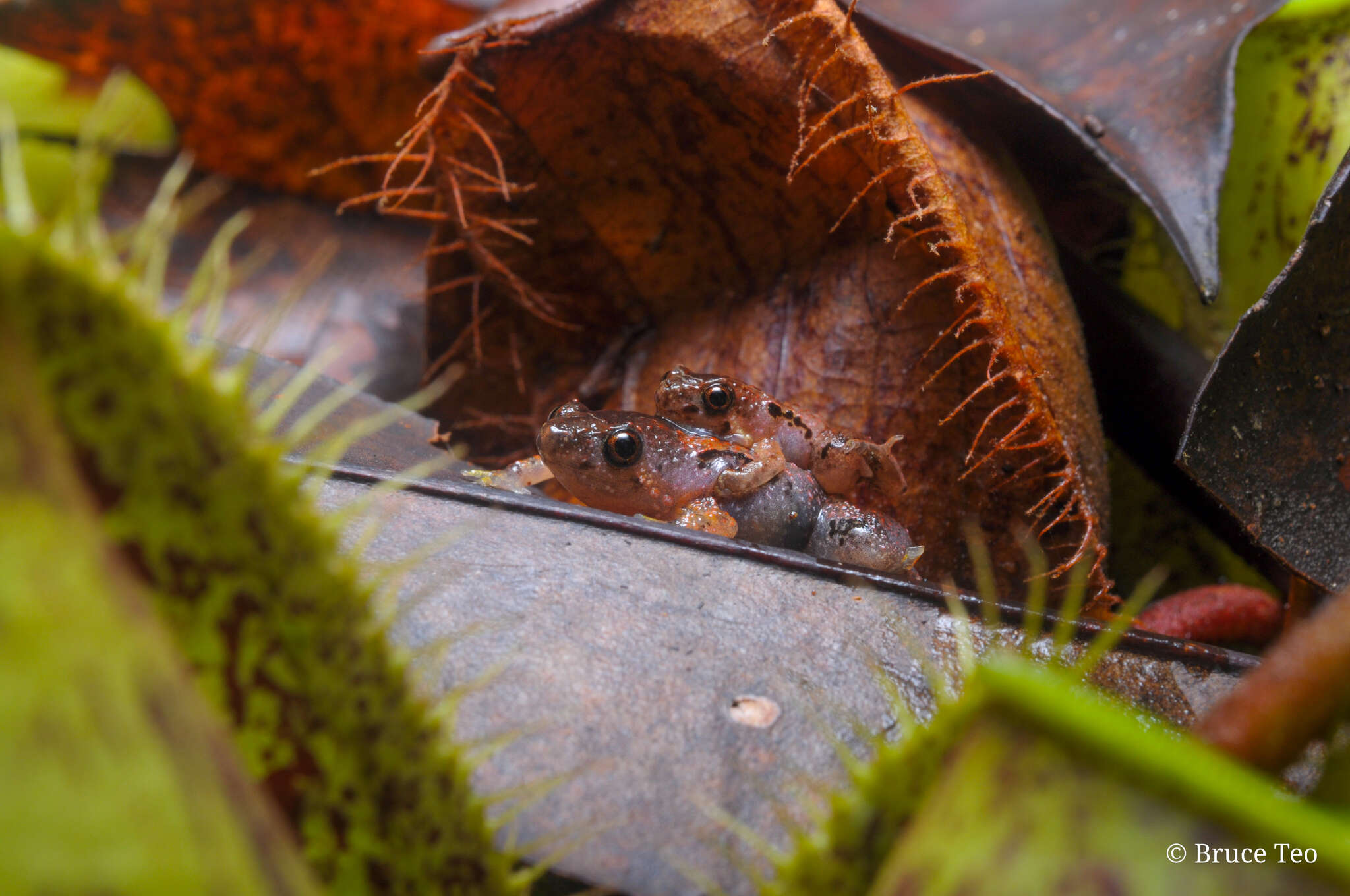 Image of Bornean Chorus Frog