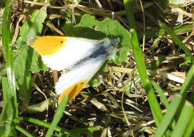 Image of orange tip