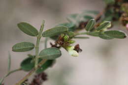 Слика од Dalea scandens (Mill.) R. T. Clausen