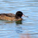Image of Black-headed Duck