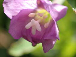 Image of Epilobium duriaei Godron