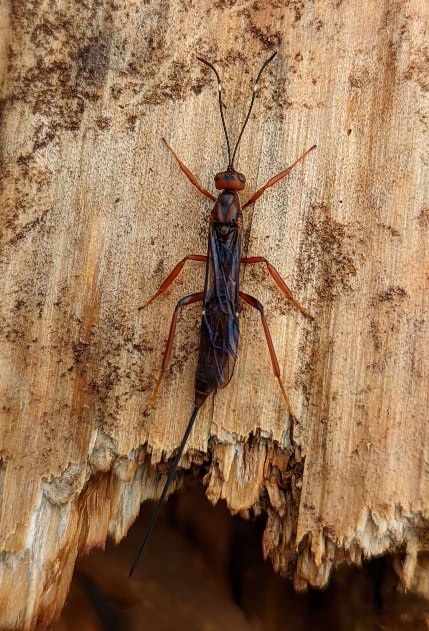 Image of Xorides californicus (Cresson 1879)