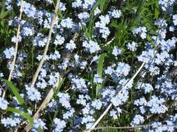 Image of field forget-me-not