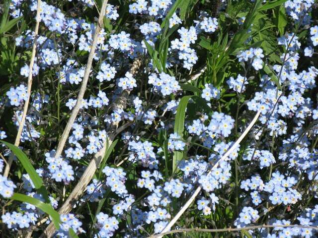 Image of field forget-me-not