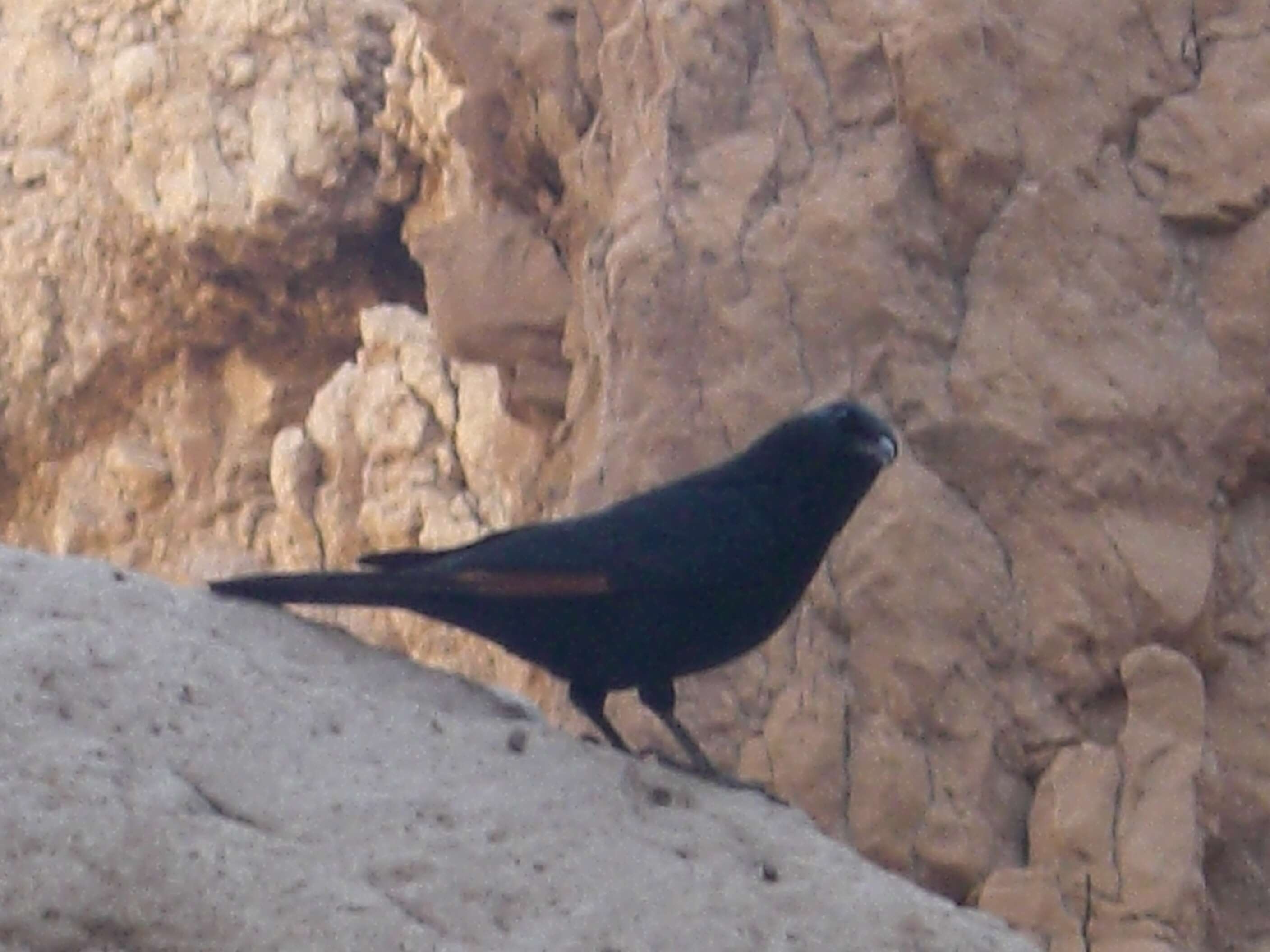 Image of Arabian Chestnut-winged Starling