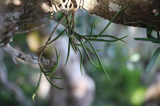 Image of Tridactyle tridentata (Harv.) Schltr.