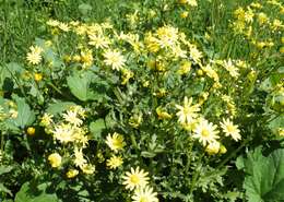 Image of eastern groundsel