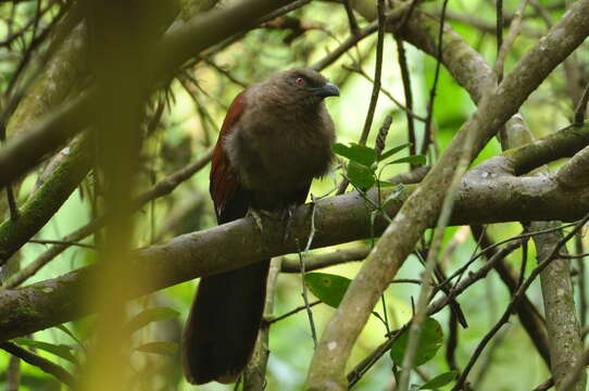 Image of Andaman Coucal