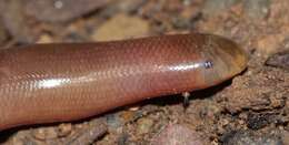 Image of Bibron's Blind Snake