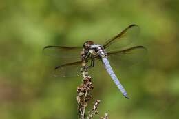 Image de Libellula flavida Rambur 1842